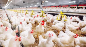 تحديثات الأسعار.. تغييرات جديدة في بورصة الدواجن خلال تعاملات السبت 7 فبراير 2026